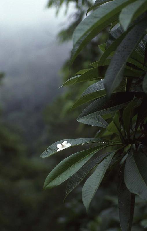 WT 130-07 Thailand Frangipani Blossom.jpg